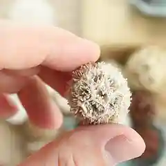 Сухоцветы декоративные