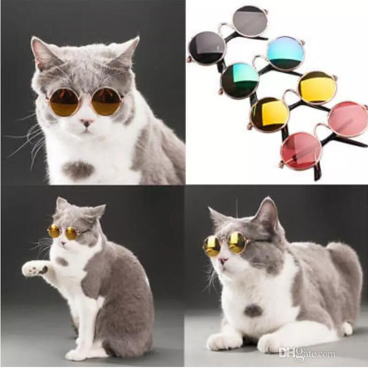 Очки для кошек и собак купить по цене 99 ₽ в интернет-магазине KazanExpress