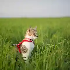 Поводок и шлейка для кошек радуга, 12 мм, на подкладе