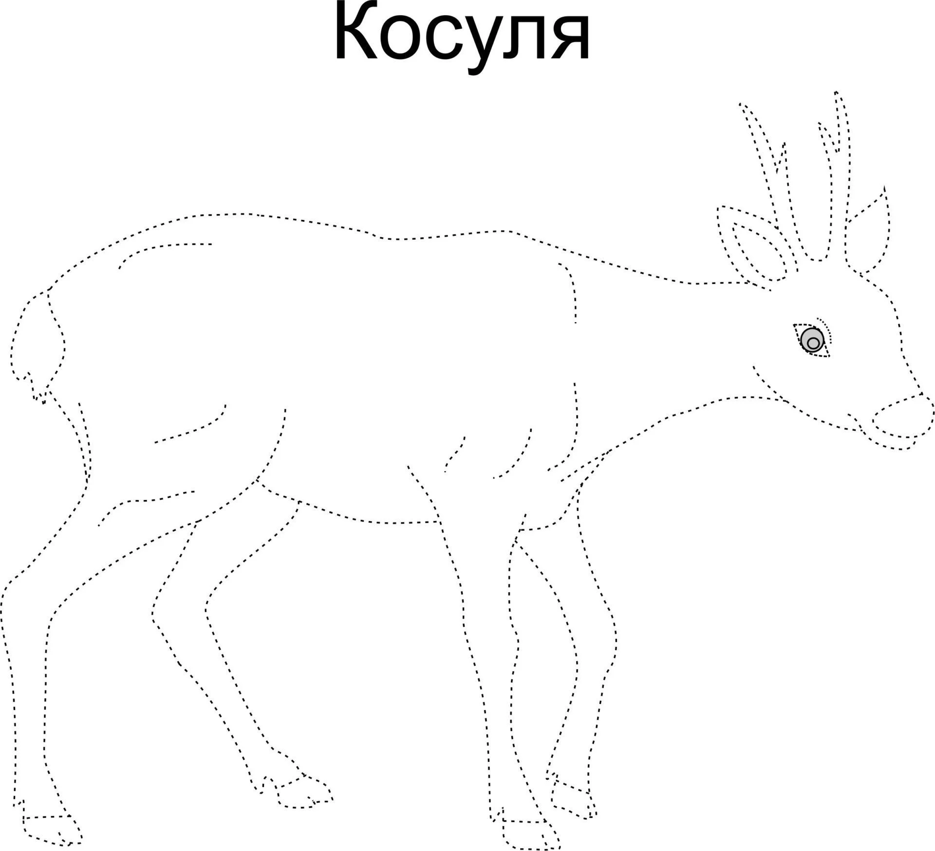 Мир Животных. Я рисую и раскрашиваю