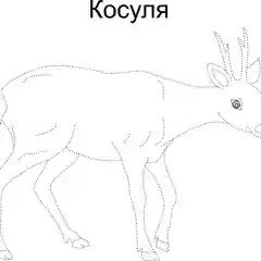 Мир Животных. Я рисую и раскрашиваю