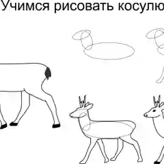 Мир Животных. Я рисую и раскрашиваю