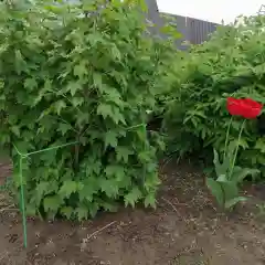 Кустодержатель малый