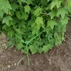 Кустодержатель малый