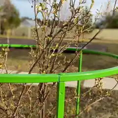 Кустодержатель для смородины и крыжовника