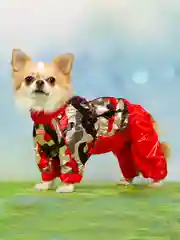 Дождевик для собак ForMyDogs, женский