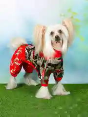 Дождевик для собак ForMyDogs, женский