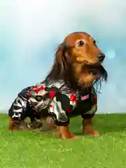 Дождевик для такс ForMyDogs