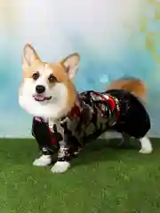 Дождевик для такс ForMyDogs