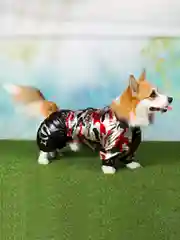 Дождевик для такс ForMyDogs