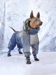 Сапоги для собак ForMyDogs, из ПВХ, на искусственном меху