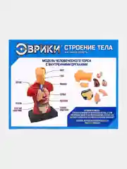 Научный опыт "Строение тела"
