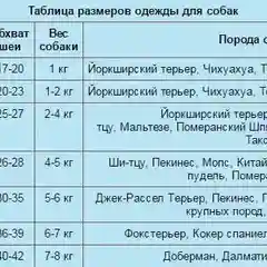 Спортивный костюм для собак
