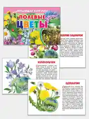 Полевые цветы, обучающие карточки на картоне с познавательным текстом