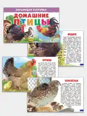 "Домашние птицы", обучающие карточки на картоне с познавательным текстом