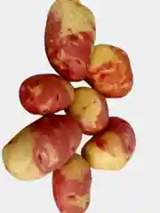 Семена Картофель поздний "Пикассо", 0,02 г