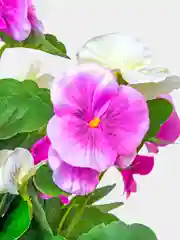 Анютины глазки в металлическом кашпо