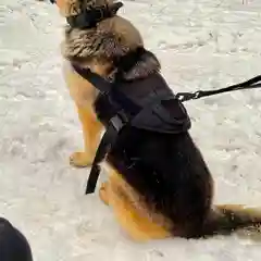 Жилет для собак Molle Patrol K9, нейлоновый, черный