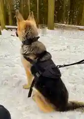 Жилет для собак Molle Patrol K9, нейлоновый, черный