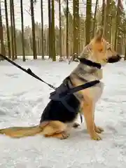 Жилет для собак Molle Patrol K9, нейлоновый, черный