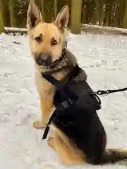 Жилет для собак Molle Patrol K9, нейлоновый, черный