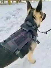 Жилет специального назначения для собак K9 Tactical, черный