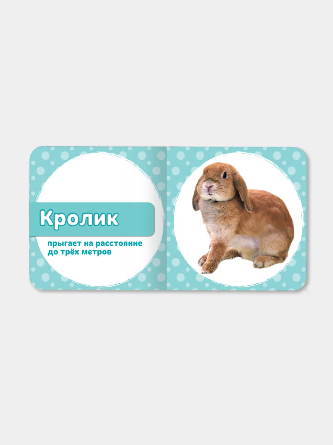 Книги на картоне "Мамы и детки+Мои домашние любимцы+Мои лесные друзья+На морской глубине"