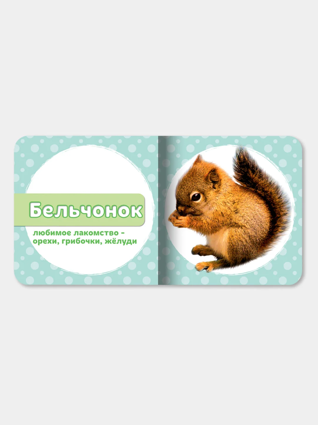 Книги на картоне "Мамы и детки+Мои домашние любимцы+Мои лесные друзья+На морской глубине"
