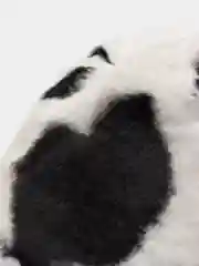 Плюшевая шляпа с принтом cow