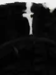 Плюшевая шляпа с принтом cow