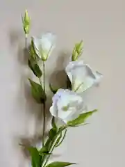 Белый искусственные цветы Эустома