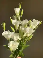 Белый искусственные цветы Эустома