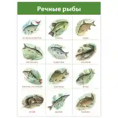 Комплект плакатов. Живая природа Дрофа-Медиа