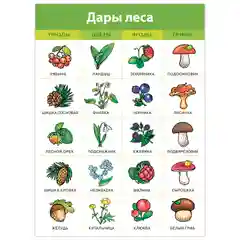 Комплект плакатов. Живая природа Дрофа-Медиа