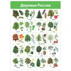 Комплект плакатов. Живая природа Дрофа-Медиа
