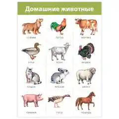Комплект плакатов. Живая природа Дрофа-Медиа