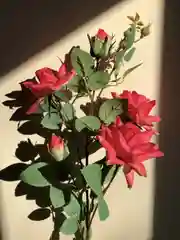 Коралловый искусственные цветы Роза большая ветка
