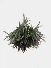 Искусственные цветы. Искусственная зелень.