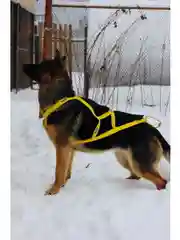Шлейка ездовая