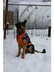 Шлейка ездовая