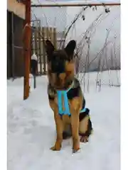 Шлейка ездовая