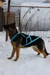 Шлейка ездовая
