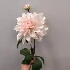 Белый искусственные цветы Георгины 2 бутона