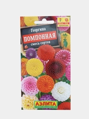 Георгина Помпонная, семена