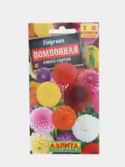 Георгина Помпонная, семена