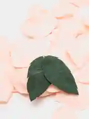 Розовый декоративные лепестки