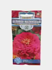 Цинния Великан малиновый, смена, цветы