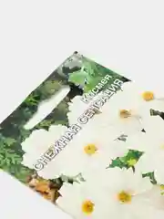 Космея Снежная сенсация (семена,цветы)