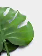 Монстера искусственная Куст листья монстеры лист монстеры