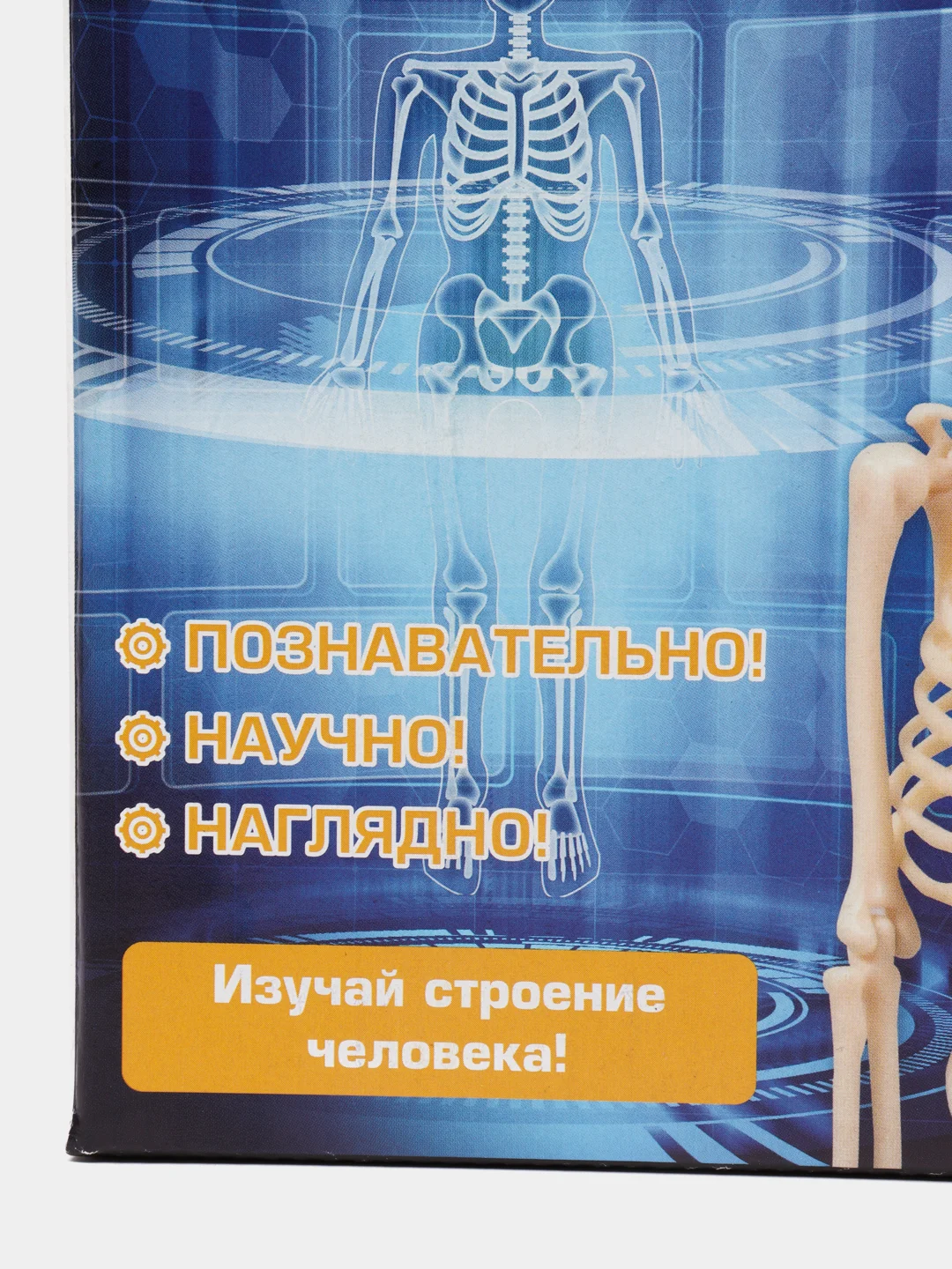 Исследовательский набор Скелет человека
